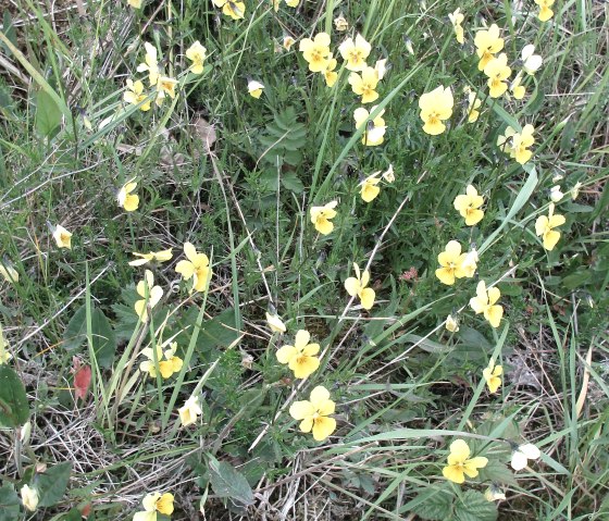 Galmeiveilchen 1, &copy; Stolberg-Touristik