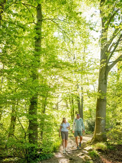 Ein Paar spaziert auf einem Wanderweg durch einen grünen Wald. Die Sonne scheint durch die Blätter der Bäume und schafft eine warme Atmosphäre.