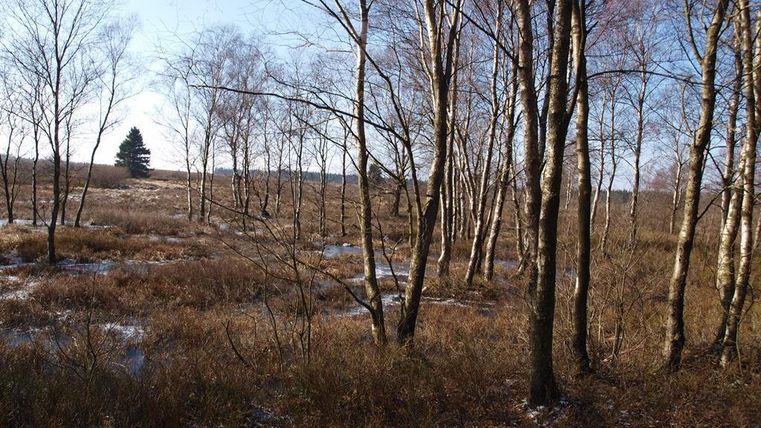 Ein ruhiger Wald mit vielen dünnen Bäumen und einem offenen, trockenen Gelände. Im Hintergrund sind einige vereinzelte Bäume sichtbar.