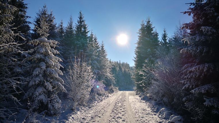 Ein verschneiter Weg, umgeben von hohen, grünen Tannen. Die Sonne scheint hell am blauen Himmel.