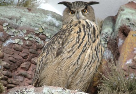 Uhu im Fels, &copy; Biostation D&uuml;ren
