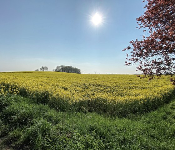 Nideggen-rath sur le chemin du Boerdeblick