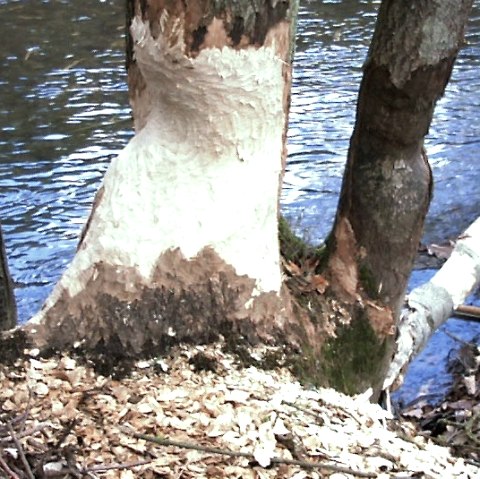 Beaver tracks