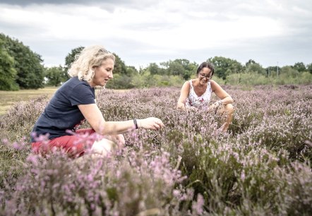 Die Drover Heide, &copy; Kreis D&uuml;ren_Dennis Stratmann