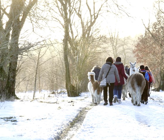 Wanderung mit den Lamas, &copy; Loni Liebermann