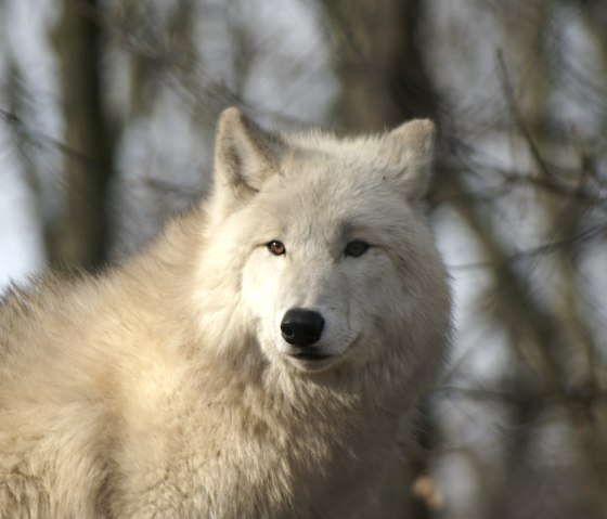 wolf, &copy; ma.ho