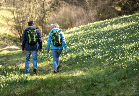 Wanderer bei den Narzissenwiesen, &copy; Eifel Tourismus GmbH, Dominik Ketz