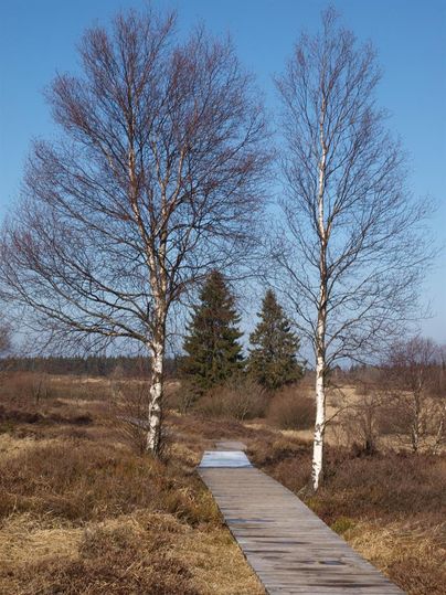 Ein Holzsteg führt durch eine idyllische Landschaft mit kahlen Bäumen. Im Hintergrund stehen grüne Nadelbäume unter einem klaren blauen Himmel.