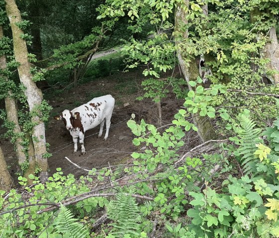Cow by the wayside