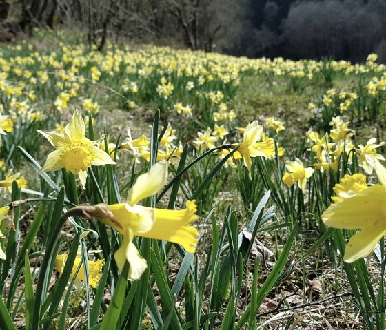 Narzissenwiese im Perlenbachtal, &copy; Monschau Touristik
