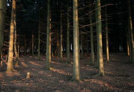 Blick in die Tiefen des H&uuml;rtgenwaldes
