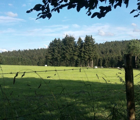 Kuhwiese, &copy; Diana K&uuml;pper