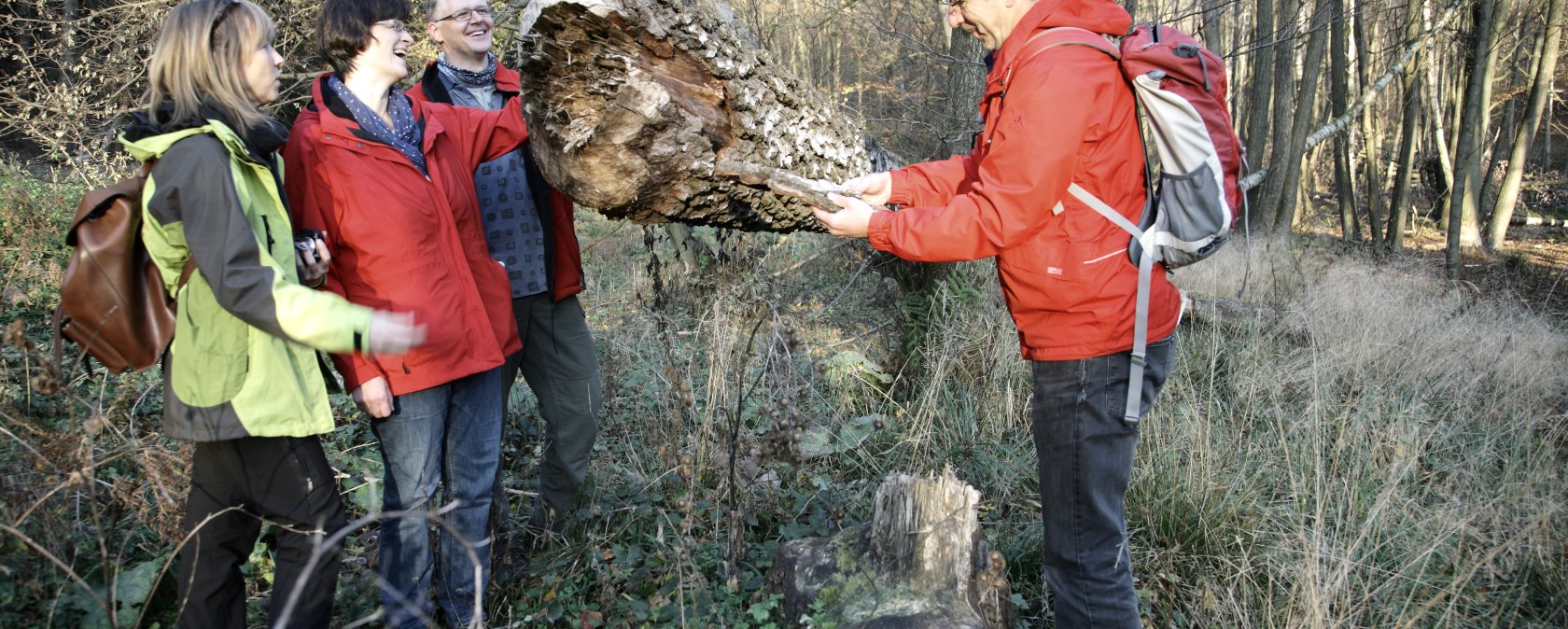 un arbre tombé à cause du castor