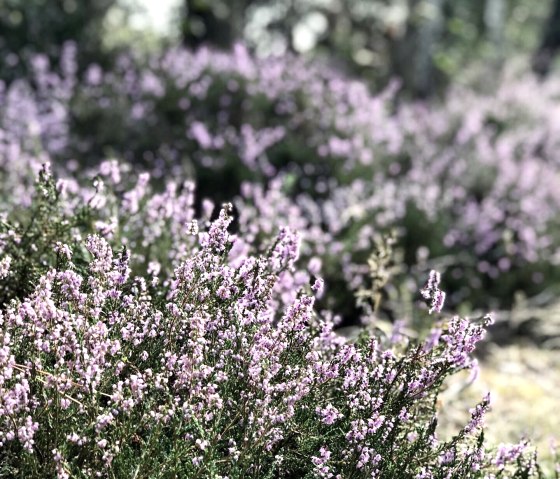 Dromerige bremheide