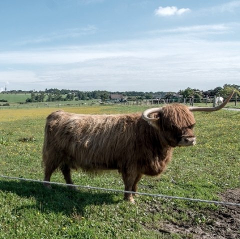 Schotse Hooglandrunderen, &copy; some.oner