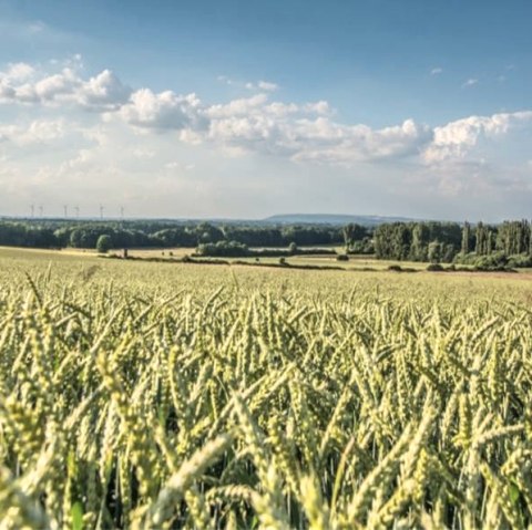 ProbeZuschnitt