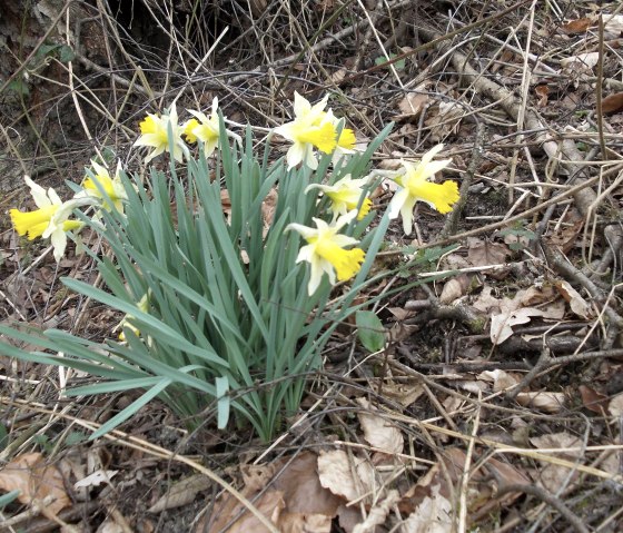Narzissen am Wegesrand, &copy; Eifel heimisch