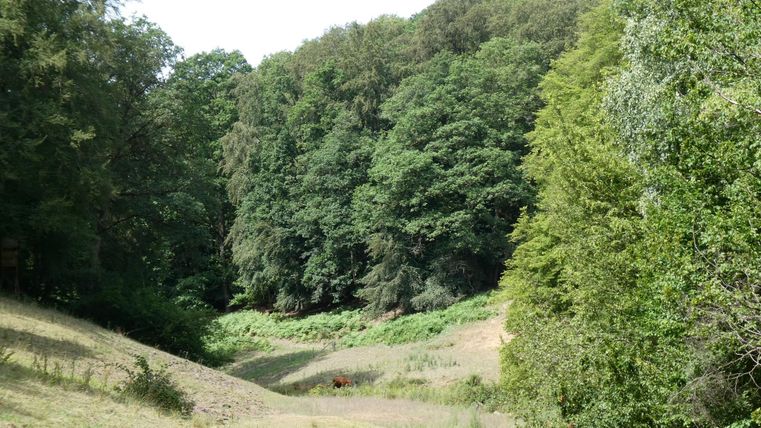 Ein ruhiger Wald mit dichter, grüner Vegetation. Im Vordergrund ist eine sanfte, bewachsene Hügellandschaft zu sehen.