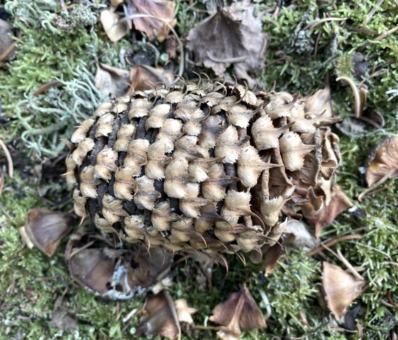 Tannenzapfen im Wald entdecken, &copy; Anne Knein