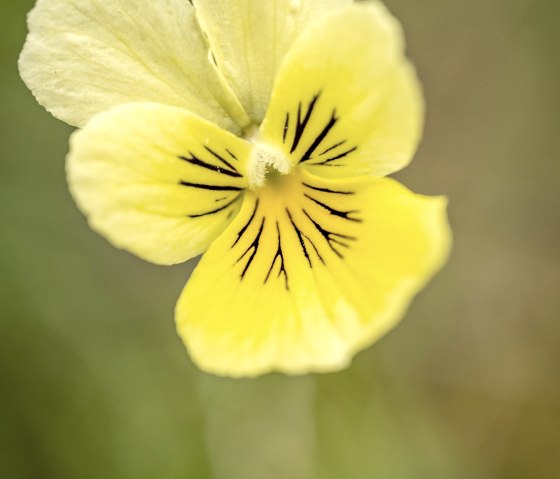 Nahaufnahme Galmeiveilchen, &copy; St&auml;dteregion Aachen, Dominik Ketz
