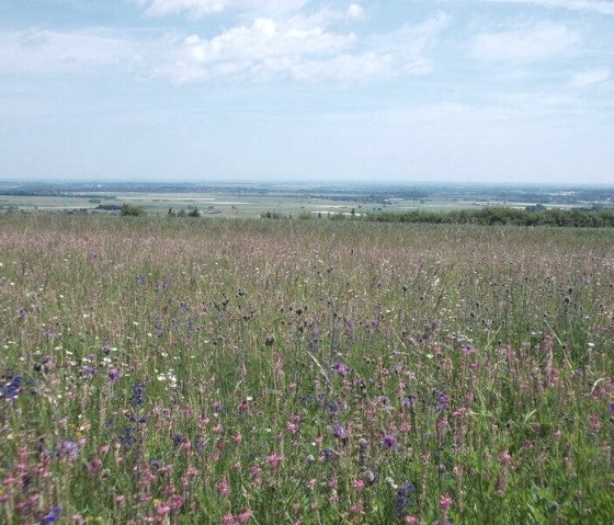 Blumenwiese, © Eifel heimisch