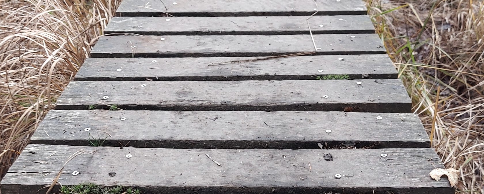 Venn-Stege (co) Thei&szlig;en-Braun