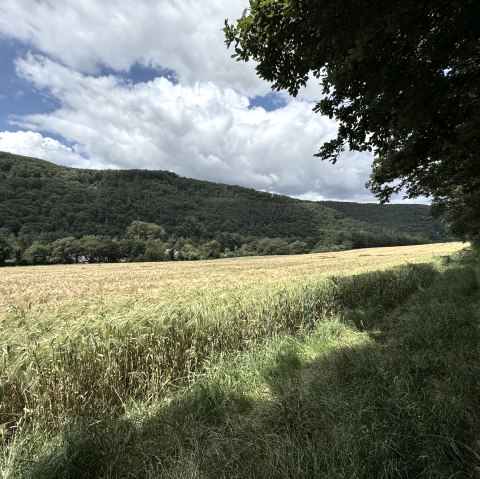 Ausblick, &copy; Rureifel-Tourismus e.V., Dennis Winands