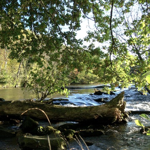 Bois mort dans le barrage de la Rur, © Gemeinde Kreuzau