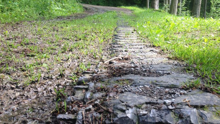 Ein schmaler Weg im Wald mit grasbewachsenem Boden und einigen Steinen. Umgeben von Bäumen und sanften Lichtverhältnissen.
