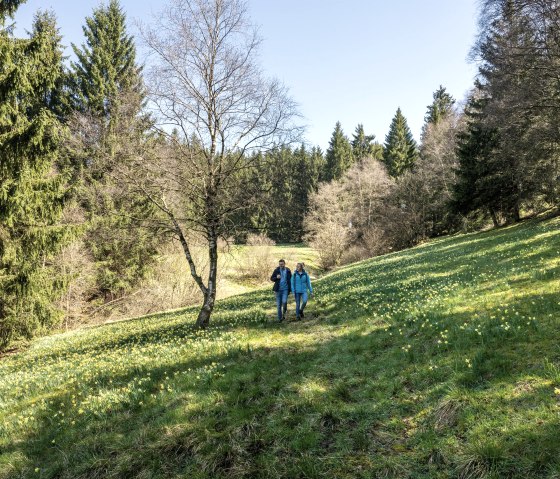 Narzissenwanderung, &copy; Eifel Tourismus GmbH, Dominik Ketz