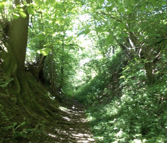 Wanderung durch die Natur, © Eifel heimisch