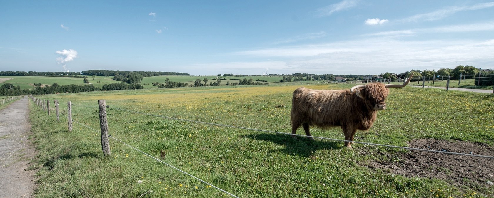 Schottisches Hochlandrind, &copy; some.oner
