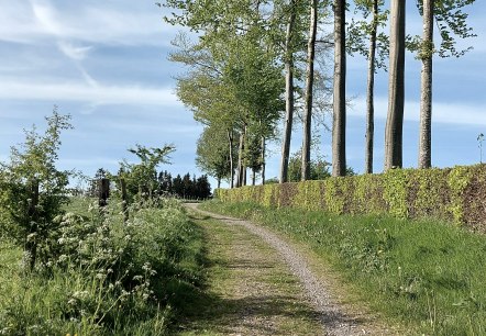 Buchenhecke Weg hellgr&uuml;n Konzen April-Mai (co) The