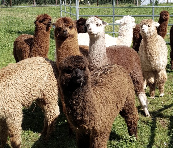 Gruppe Alpakas, &copy; Familie Kelleners