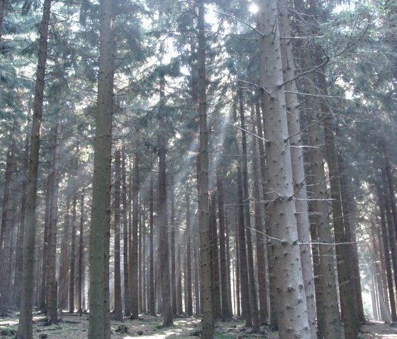 Uitzicht op het Hürtgenwald