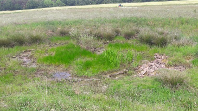 Eine große Wiese mit hohem Gras und kleinen flachen Erhebungen. Im Vordergrund sind einige Steinreste sichtbar.