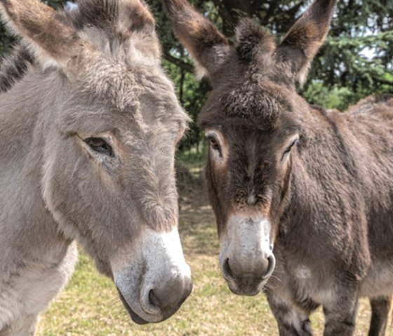 Esel Erlebnisse, &copy; Kermeter Alpakas