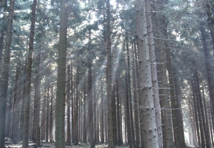 Blick in den H&uuml;rtgenwald