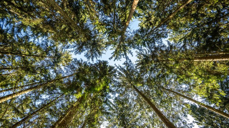 Ein Blick von unten in einen dichten Wald. Die hohen Bäume ragen zum klaren Himmel.