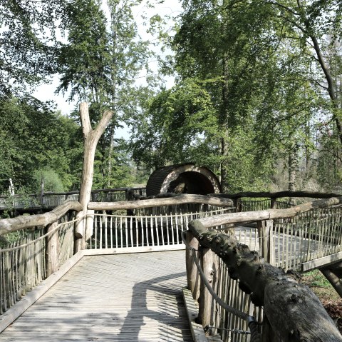 Wilde manier, © J. Dörstel / Nationalpark Eifel