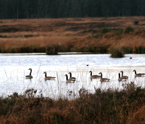 G&auml;nse im Venn, &copy; Monschau Touristik GmbH - Heike Becker