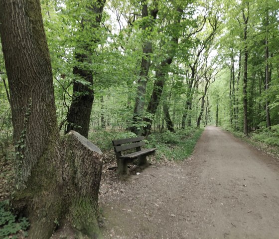 Sentier de randonnée dans la forêt de Burgau, © Sophia Eckerle | Kreis Düren