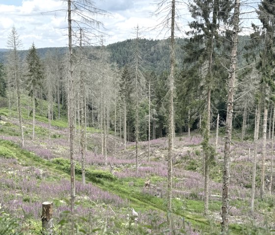 IMG_6478, &copy; Rureifel-Tourismus e.V., Dennis Winands