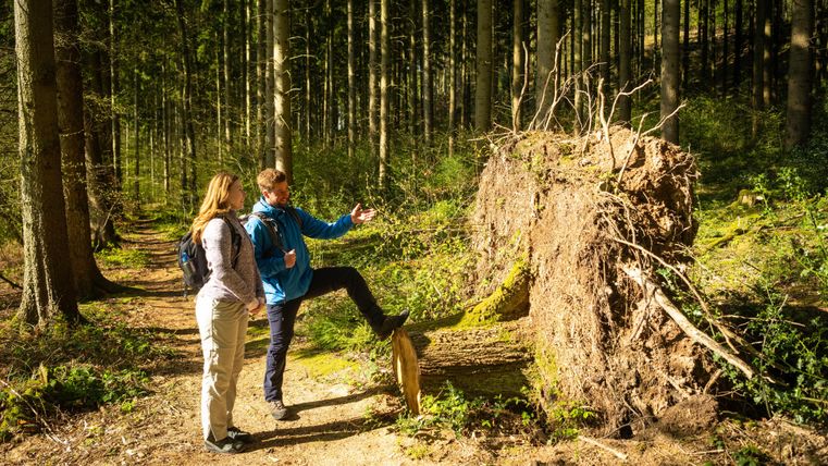 Zwei Personen stehen in einem Wald und betrachten einen umgefallenen Baumstamm. Der Mann zeigt auf den Baum, während die Frau aufmerksam zusieht.