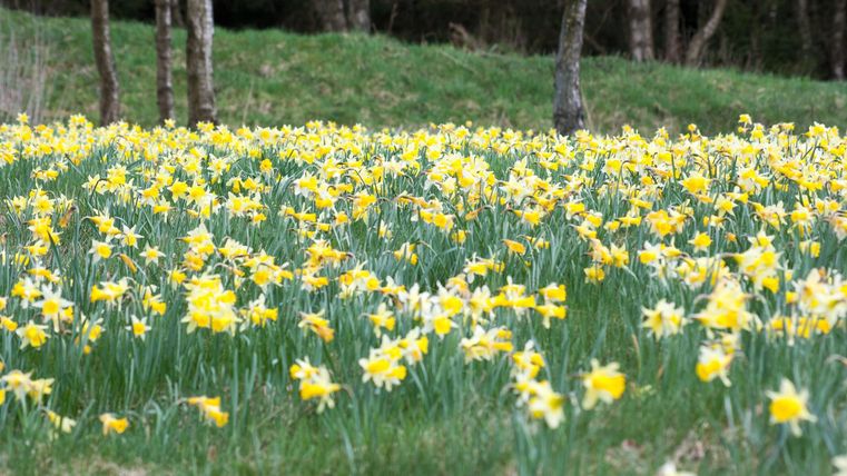 Ein Feld voller gelber Narzissen blüht im Frühling. Im Hintergrund sind Bäume und grünes Gras zu sehen.
