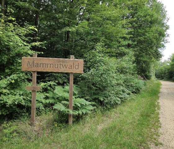 Panneau d'information sur la forêt de mammouths de Sophienhöhe, © Sophia Eckerle | Kreis Düren
