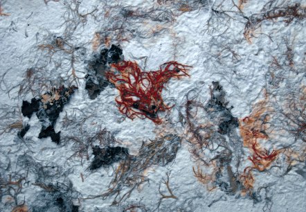 Algenpapier, &copy; Elke Buschmann
