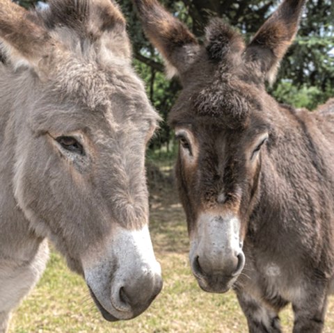 Esel Erlebnisse, &copy; Kermeter Alpakas