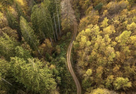 Wald, &copy; D. Ketz