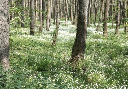 Fr&uuml;hlingswald April-Mai (co) Thei&szlig;en-Braun
